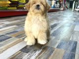 Malti̇poo Yavrulari Yeni̇ Yuvasini Ariyor