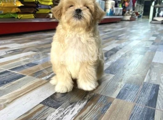 Malti̇poo Yavrulari Yeni̇ Yuvasini Ariyor görsel