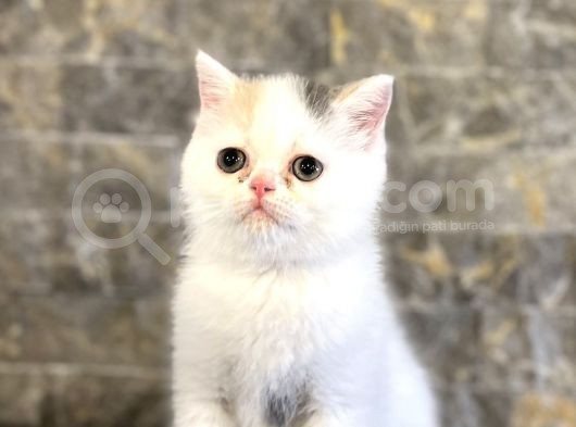 Beyaz Bri̇ti̇sh Shorthai̇r Yavrularim görsel
