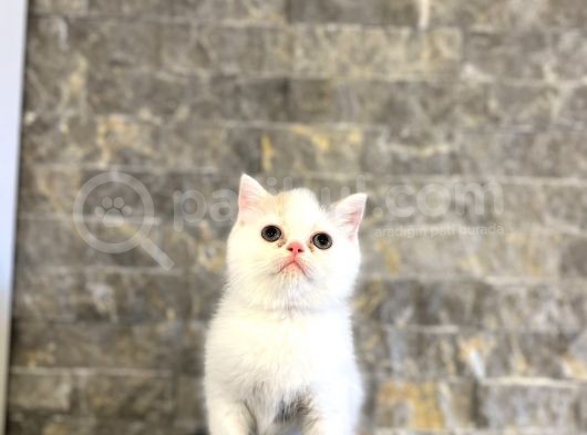 Beyaz Bri̇ti̇sh Shorthai̇r Yavrularim görsel