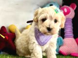 Malti̇poo Yavrulari