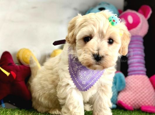 Malti̇poo Yavrulari görsel