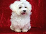 İstanbul Köpek uretim çiftliğinden orijinal MALTESE yavrular