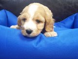 Istanbul Köpek Çi̇ftli̇ği̇ Orjinal Maltipoo Yavrular