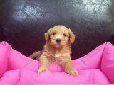 Istanbul Köpek Çi̇ftli̇ği̇ Orjinal Maltipoo Yavrular