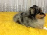 Merle Pomerian Boo