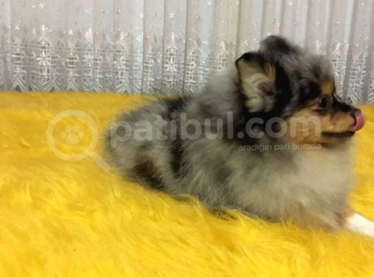 Merle Pomerian Boo görsel