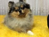 Merle Pomerian Boo