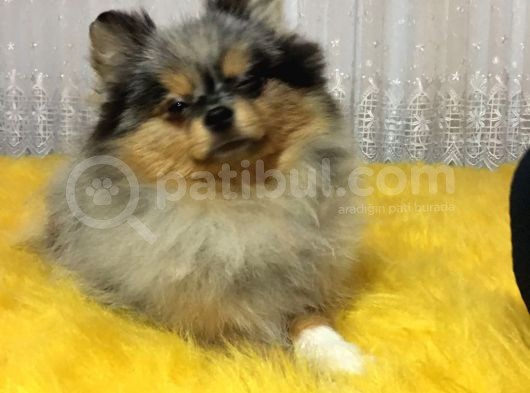 Merle Pomerian Boo görsel