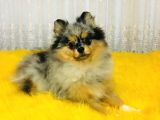 Merle pomerian boo