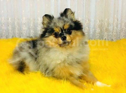Merle Pomerian Boo