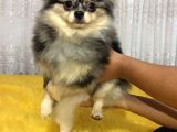 Merle Pomerian Boo
