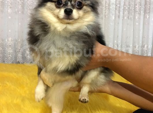Merle Pomerian Boo görsel