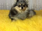 Merle Pomerian Boo