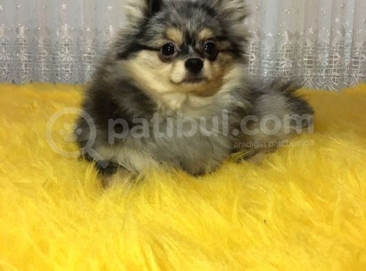 Merle Pomerian Boo görsel