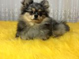Merle Pomerian Boo