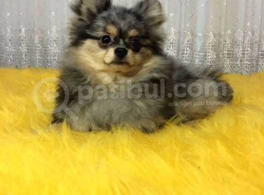 Merle Pomerian Boo görsel