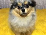 Merle Pomerian Boo