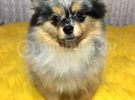 Merle Pomerian Boo görsel