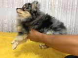Merle Pomerian Boo