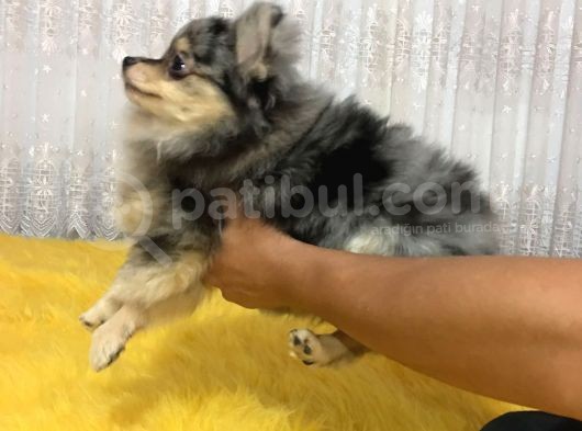 Merle Pomerian Boo görsel