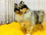 Merle Pomerian Boo