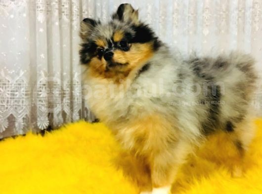 Merle Pomerian Boo görsel