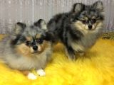 Merle Pomerian Boo