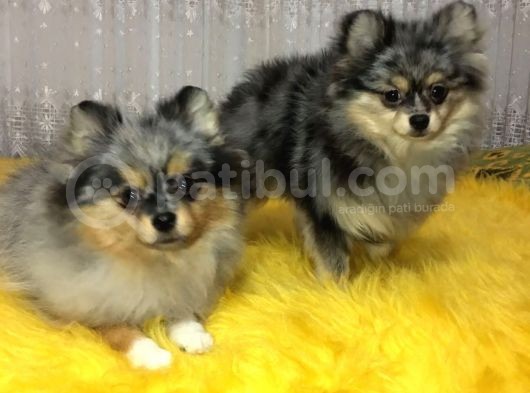 Merle Pomerian Boo görsel