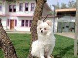 Kar Beyaz Yeti̇şki̇n Pomerani̇an Boo Oğlumuz
