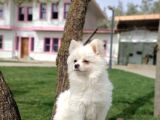 Kar Beyaz Yeti̇şki̇n Pomerani̇an Boo Oğlumuz