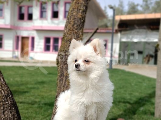 Kar Beyaz Yeti̇şki̇n Pomerani̇an Boo Oğlumuz görsel