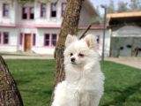 KAR BEYAZ YETİŞKİN POMERANİAN BOO OĞLUMUZ