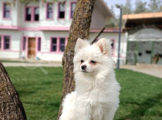 Kar Beyaz Yeti̇şki̇n Pomerani̇an Boo Oğlumuz