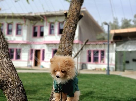 Parti̇ Color Pomerani̇an Boo Oğlumuz görsel