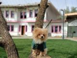 PARTİ COLOR POMERANİAN BOO OĞLUMUZ