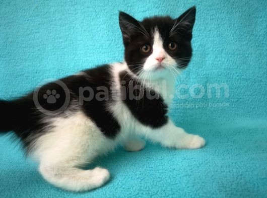 Scottish Straight Bicolor Dişi Ve Erkek 2 Aylık Yavrulat görsel