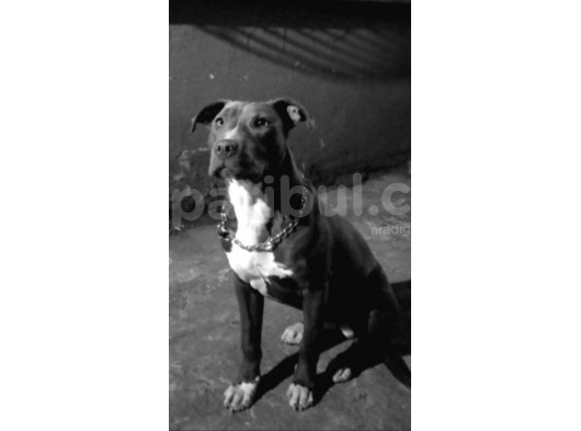 Pitbull Terriyer 2. 5Yaşında