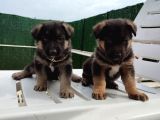Safkan K9 Alman Kurdu Yavrular