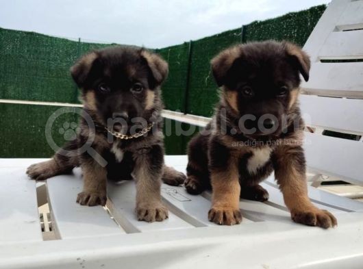 Safkan K9 Alman Kurdu Yavrular görsel