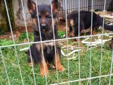 Safkan k9 alman kurdu yavrular