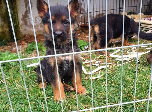 Safkan K9 Alman Kurdu Yavrular