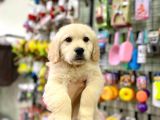 Safkan Golden Retriever Yavrular
