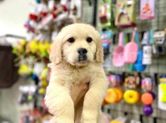 Safkan Golden Retriever Yavrular görsel