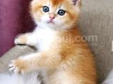 Bri̇ti̇sh Shorthai̇r Golden