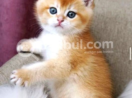 Bri̇ti̇sh Shorthai̇r Golden görsel