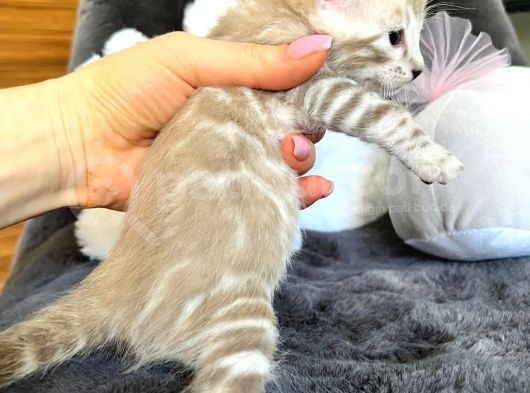 Snow Bengal (Pet Secereli) görsel