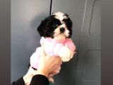 Evde kendi köpeklerimin yavrusu