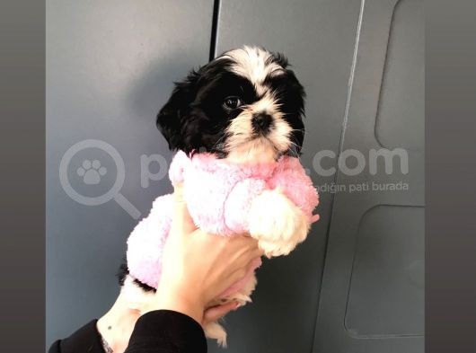 Evde Kendi Köpeklerimin Yavrusu
