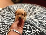 Tea Cup Sevenlere Özel Malti̇poo Yavrulari